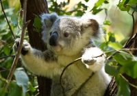 Koala-sensing drone helps keep tabs on drop bear numbers
